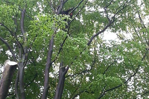 bomen rooien Markelo